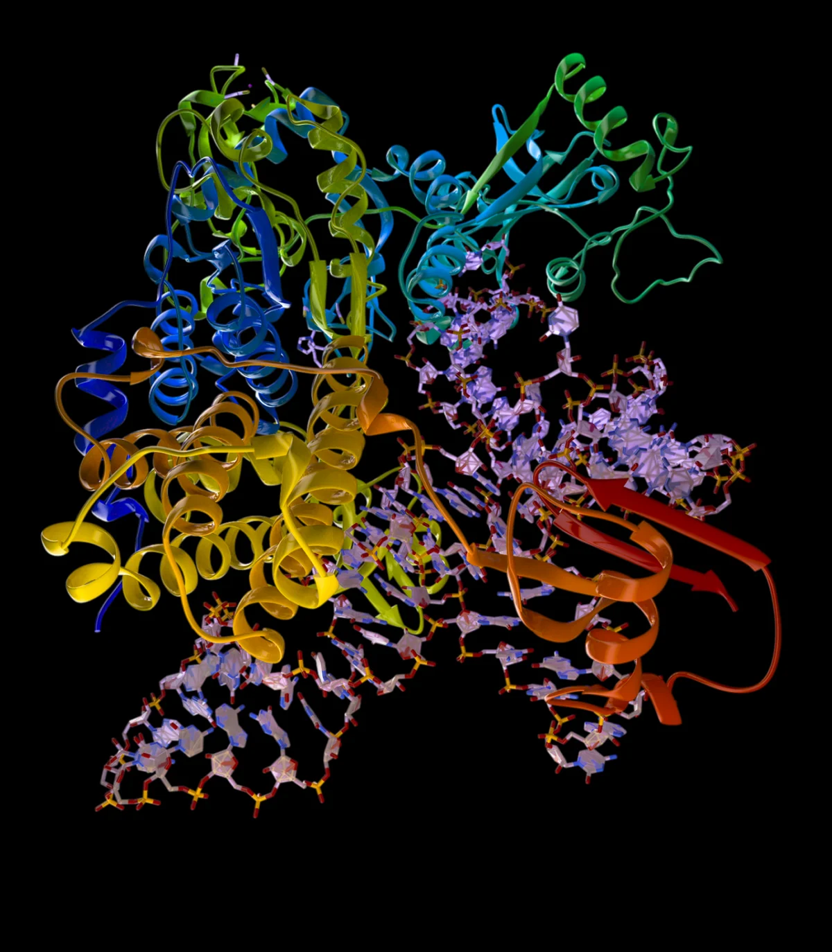 Aminoacyl-tRNA synthetase complex shown binding its cognate tRNA in the appropriate L-shaped conformation, charging the tRNA with the correct amino acid using ATP