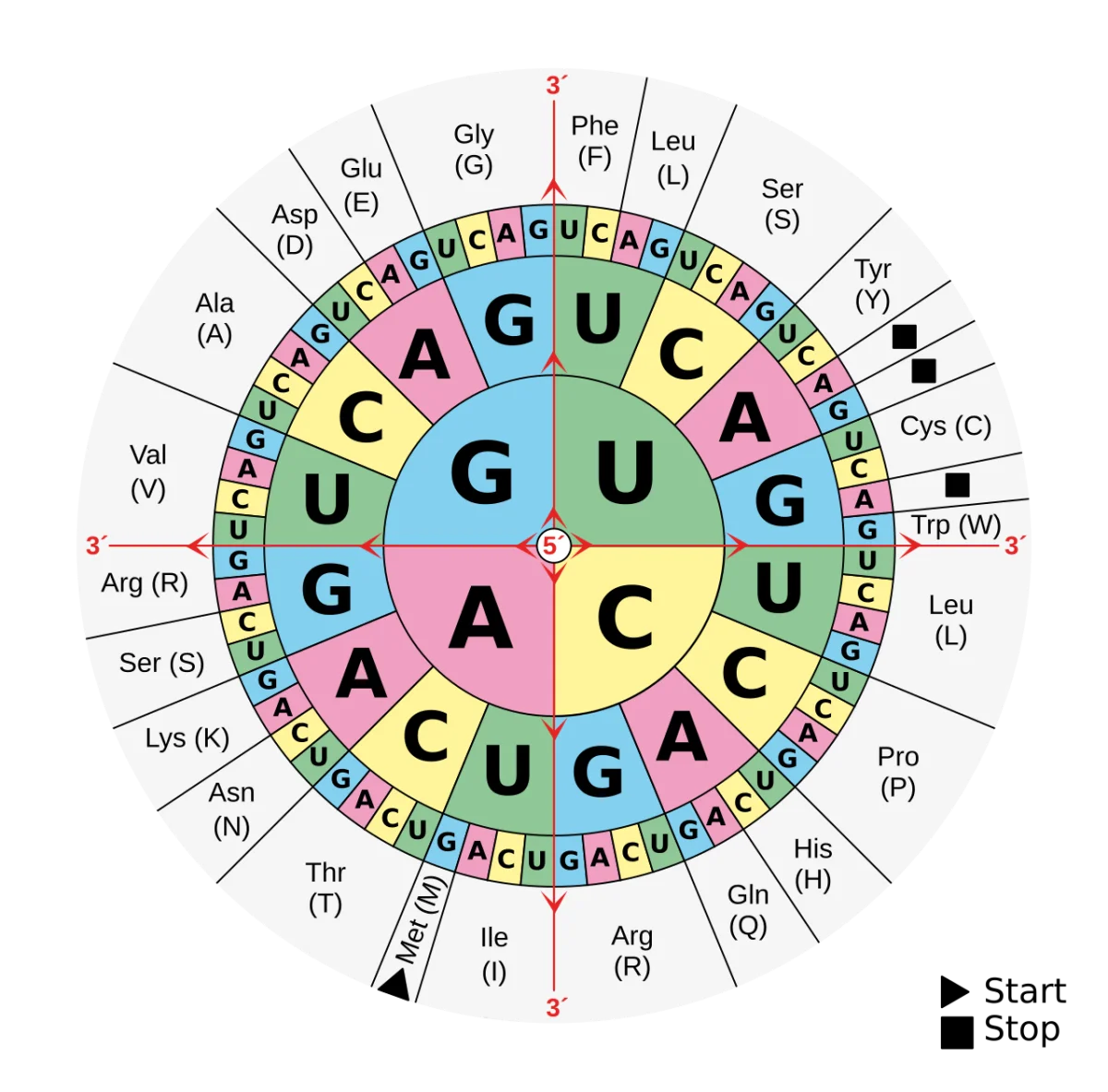 Codon table showing all 64 mRNA codons and their corresponding amino acids, with AUG as the start codon and UAA, UAG, UGA as stop codons