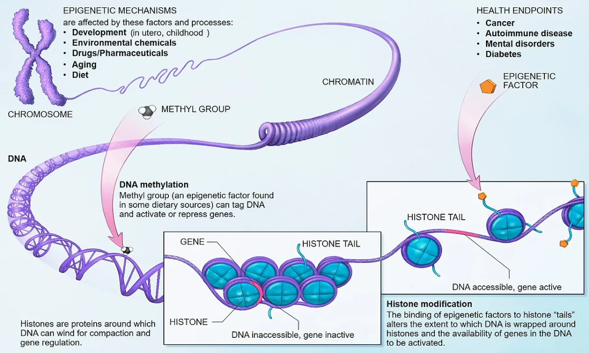 Epigenetic mechanisms showing DNA methylation at cytosine bases, histone modifications, and nucleosome structure affecting chromatin accessibility