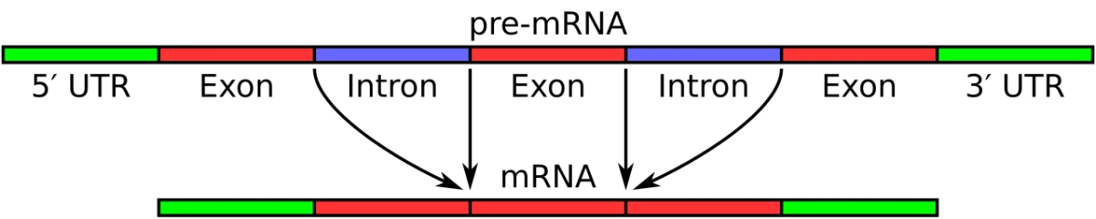Pre-mRNA to mature mRNA processing showing addition of 5' cap, removal of introns by splicing, and addition of poly-A tail