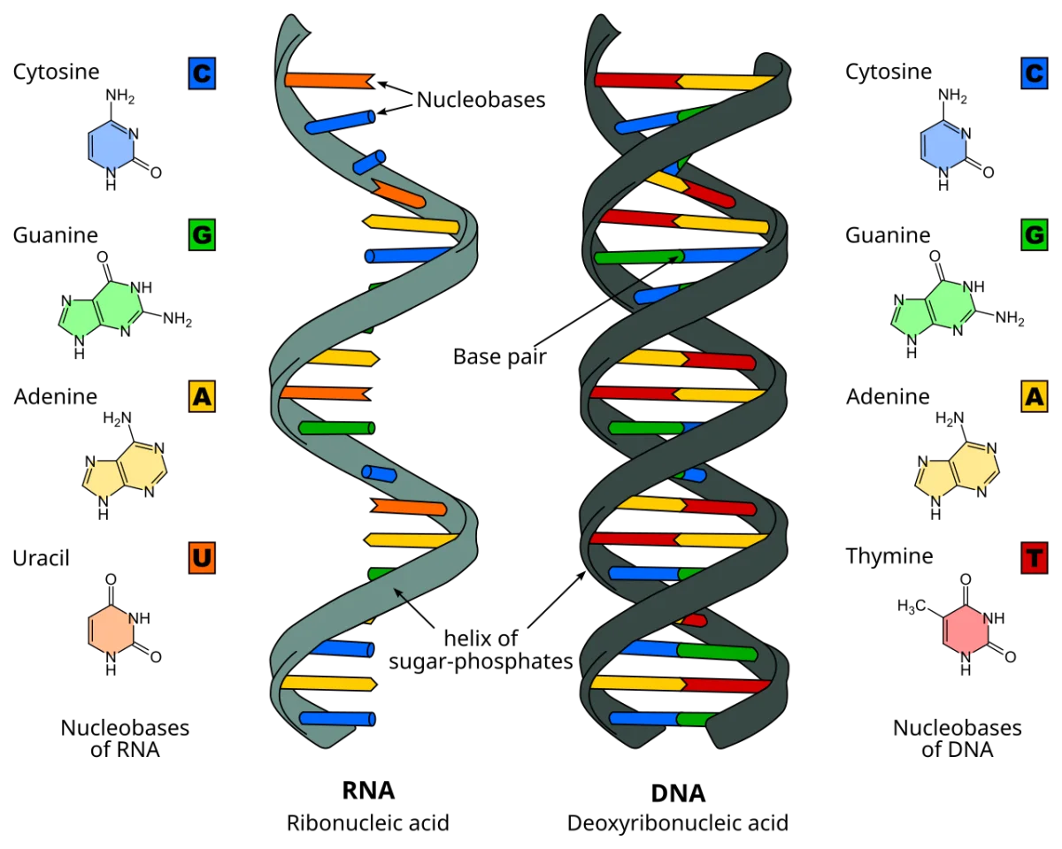 Comparison of DNA and RNA showing ribose vs deoxyribose sugars, uracil vs thymine base, and double vs single strand structure