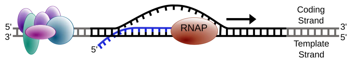 Transcription elongation showing RNA polymerase reading the template DNA strand and synthesizing a new RNA strand 5' to 3'