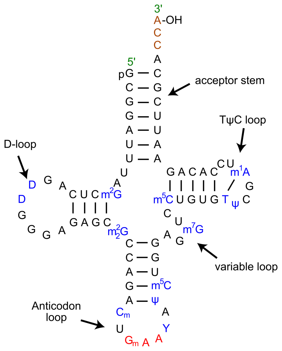 tRNA cloverleaf structure showing acceptor stem with CCA at the 3' end, anticodon loop with the anticodon, and D-loop and T-loop