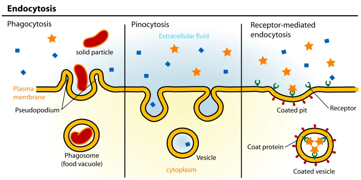 Three types of endocytosis: phagocytosis engulfing large particles, pinocytosis taking in fluid, and receptor-mediated endocytosis using clathrin-coated pits
