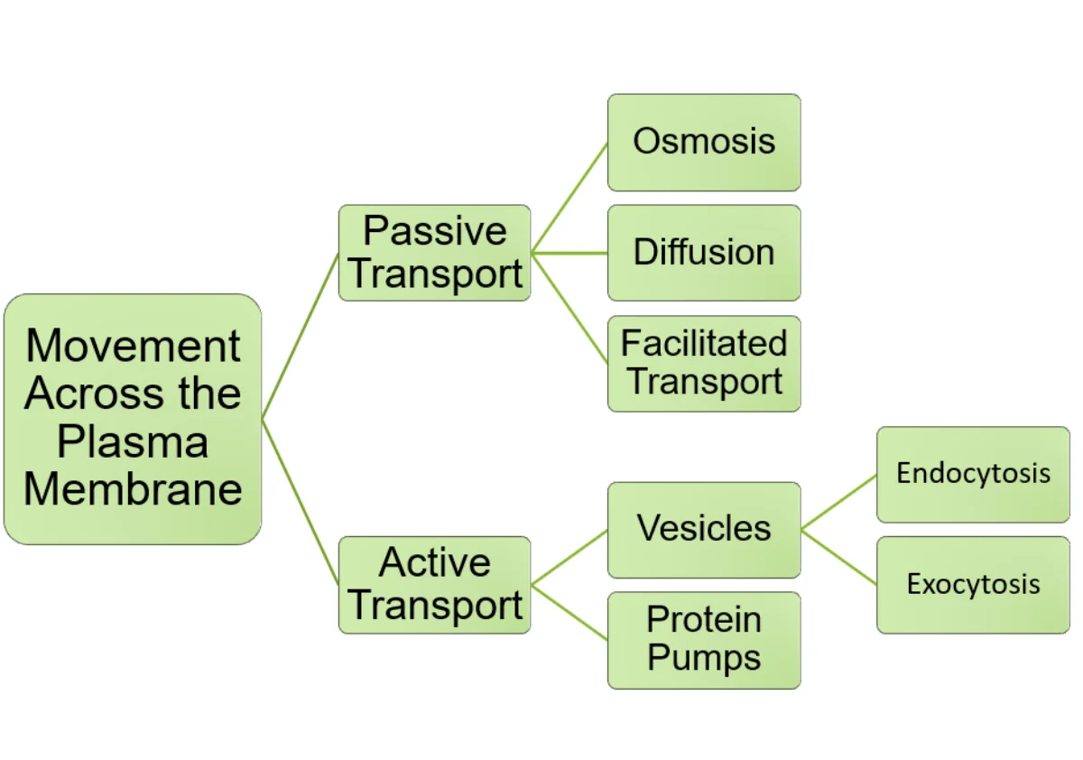 Comparison of transport types across the plasma membrane: simple diffusion, facilitated diffusion through channels and carriers, primary active transport, and secondary active transport