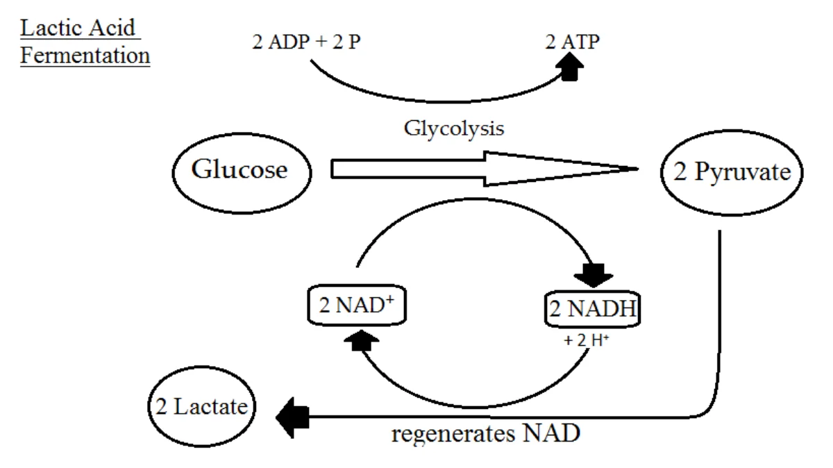 Lactic acid fermentation showing pyruvate being reduced to lactate by lactate dehydrogenase, which regenerates NAD+ so glycolysis can continue