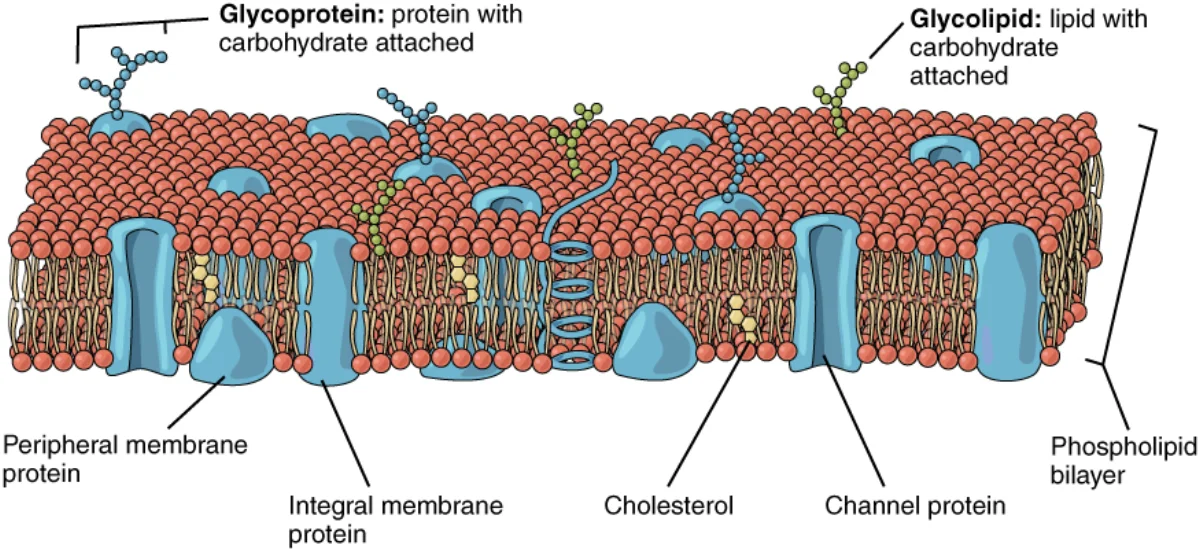 Detailed view of the lipid bilayer with various components including channel proteins, carrier proteins, and glycocalyx