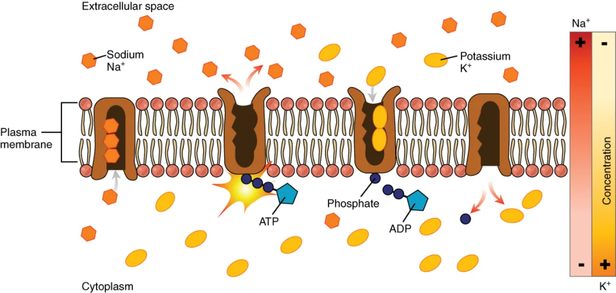 The sodium-potassium pump (Na+/K+ ATPase) embedded in the plasma membrane, showing the cycle of pumping 3 Na+ out and 2 K+ in per ATP consumed