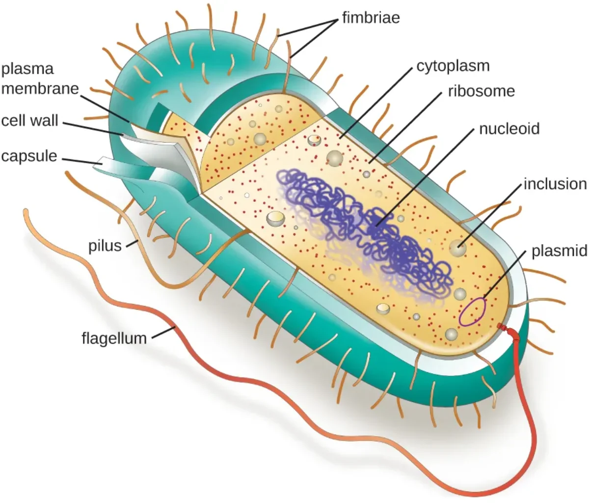 Detailed diagram of a prokaryotic bacterial cell showing cell wall, cell membrane, capsule, flagellum, pili, ribosomes, nucleoid region, and inclusion bodies