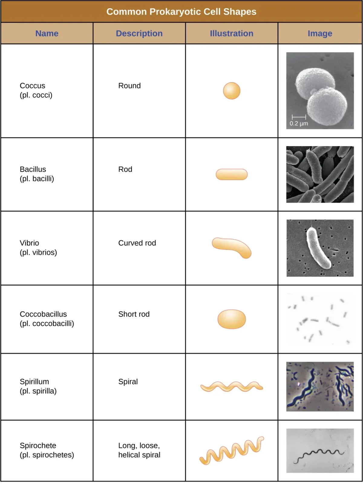Common prokaryotic cell shapes: cocci (spherical), bacilli (rod-shaped), vibrios (comma-shaped), spirilla (spiral), and spirochetes (corkscrew)