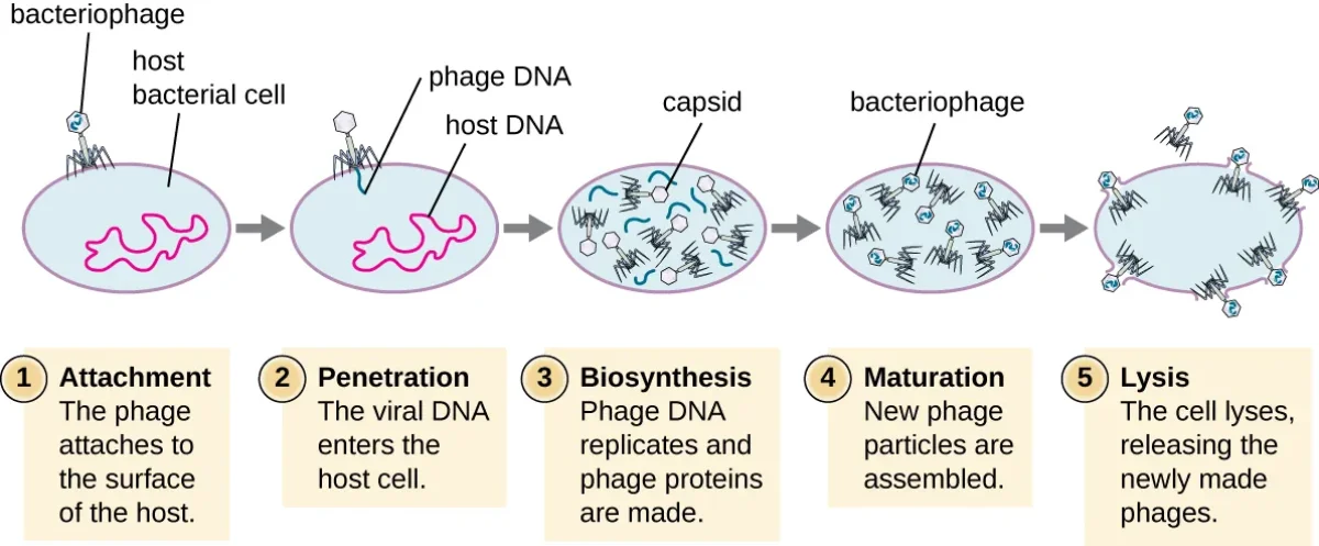 The stages of the lytic cycle: attachment, penetration, biosynthesis, maturation, and lysis