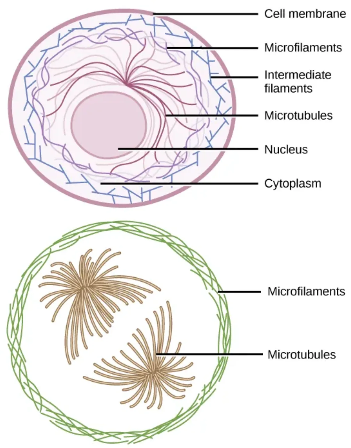 The three components of the cytoskeleton: microfilaments lining the plasma membrane, intermediate filaments providing structural support, and microtubules radiating from the centrosome near the nucleus