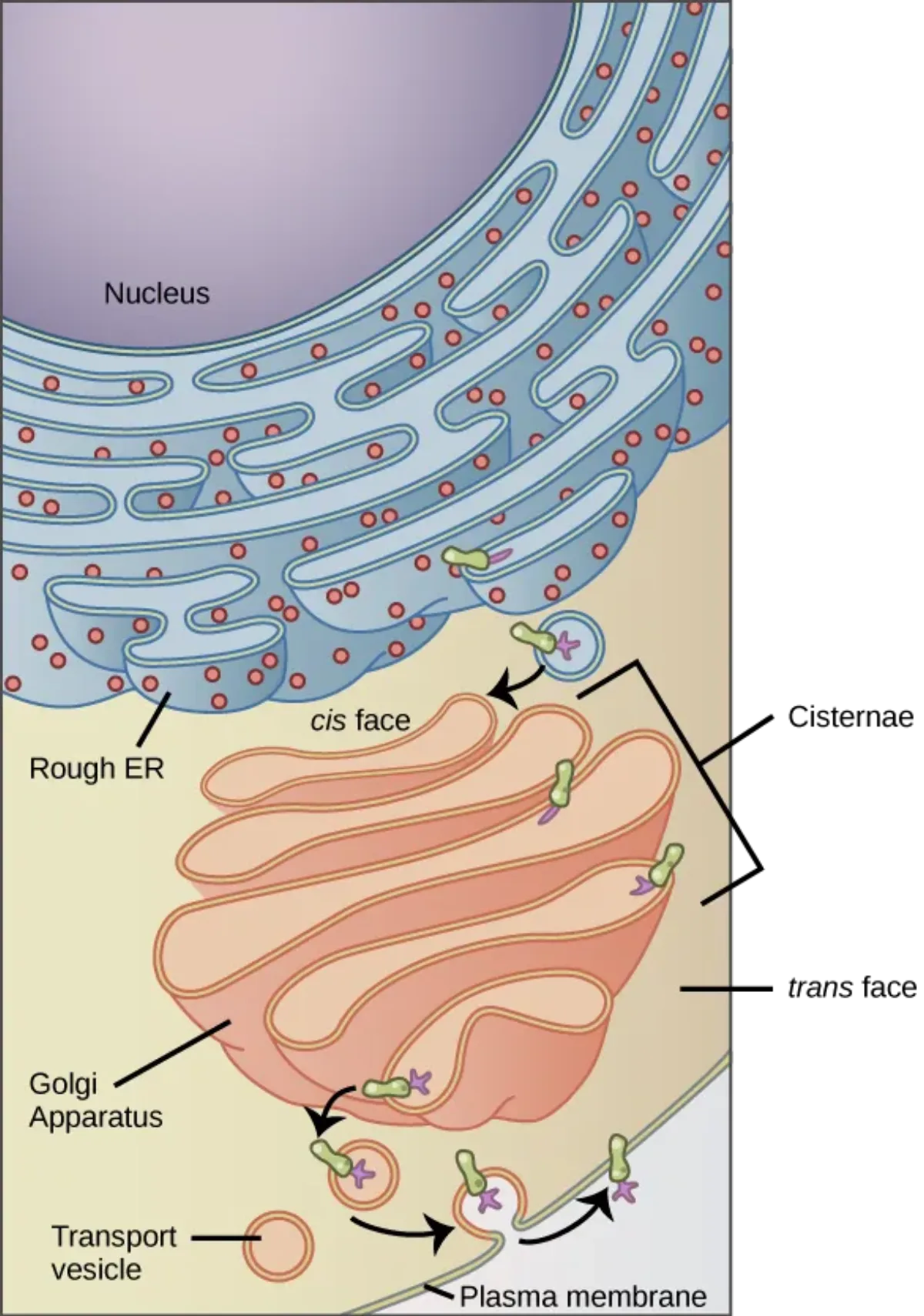 The endomembrane system showing the pathway from rough ER to Golgi apparatus (cis and trans faces) to transport vesicles and plasma membrane