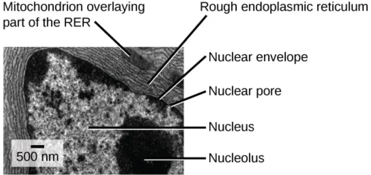 Transmission electron micrograph showing the nucleus with nuclear envelope and pores, rough endoplasmic reticulum continuous with the nuclear envelope, and a mitochondrion