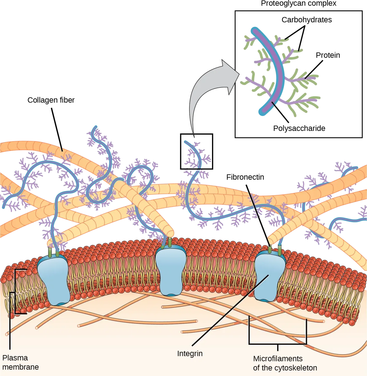 The extracellular matrix showing integrin proteins connecting the plasma membrane to collagen and proteoglycan fibers, with microfilaments of the cytoskeleton anchored inside