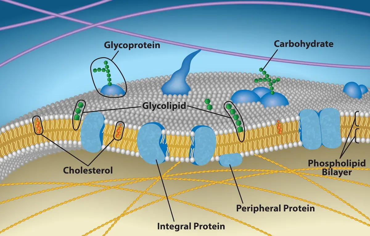 The fluid mosaic model of the cell membrane showing phospholipid bilayer with integral proteins, peripheral proteins, glycoproteins, cholesterol, and glycolipids