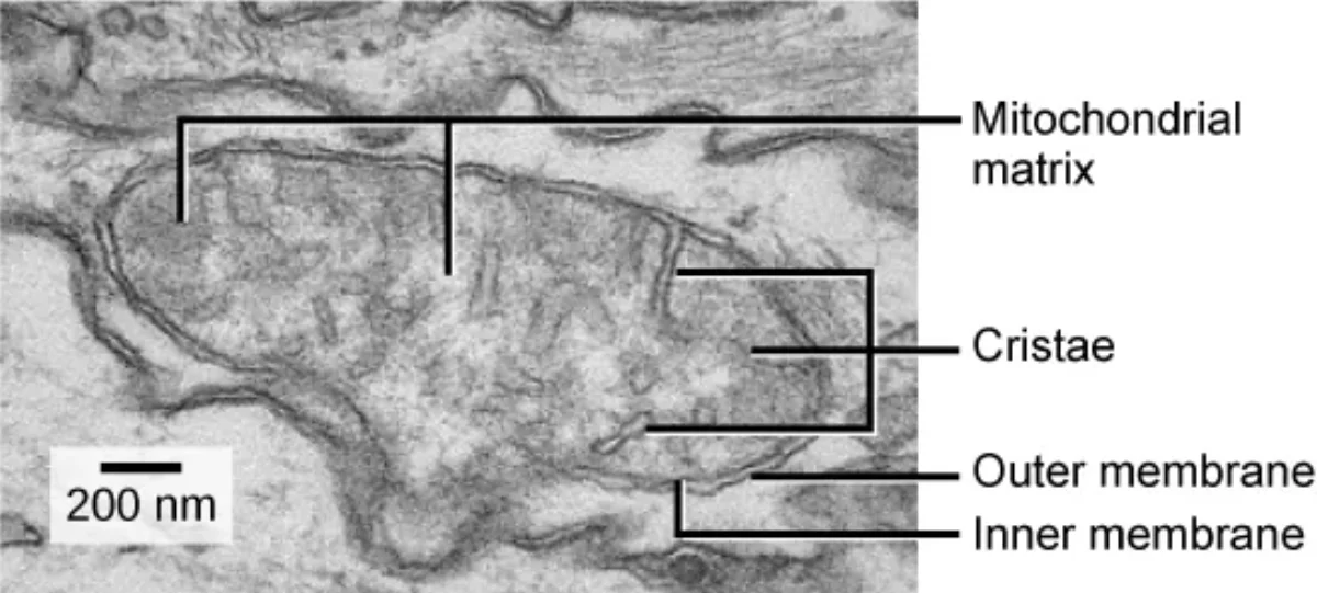 Transmission electron micrograph of a mitochondrion showing the outer membrane, inner membrane folded into cristae, and the mitochondrial matrix, with a 200 nm scale bar