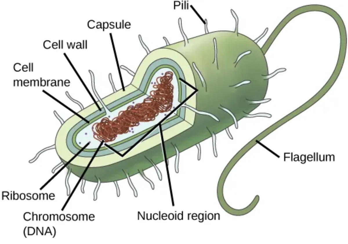 Diagram of a prokaryotic cell showing cell wall, cell membrane, capsule, pili, flagellum, ribosomes, nucleoid region with circular DNA