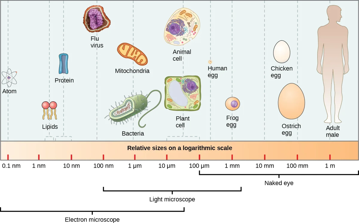 Relative sizes of cells and organisms on a logarithmic scale