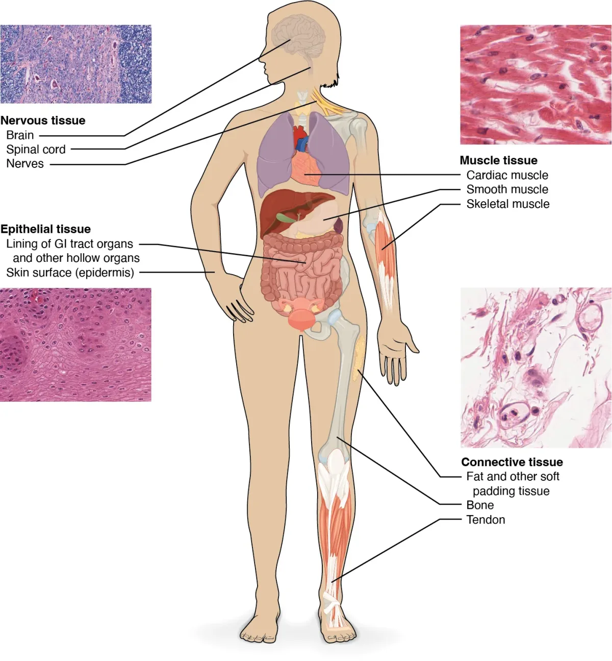 The four types of tissue in the human body: nervous tissue (brain, spinal cord), muscle tissue (cardiac, smooth, skeletal), epithelial tissue (GI tract lining, skin), and connective tissue (fat, bone, tendon), each shown with microscopy insets
