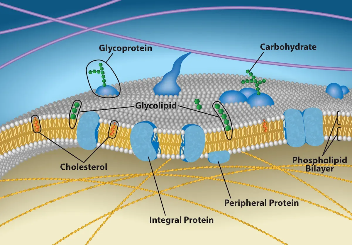 Concentration gradient across the plasma membrane showing molecules diffusing from high to low concentration