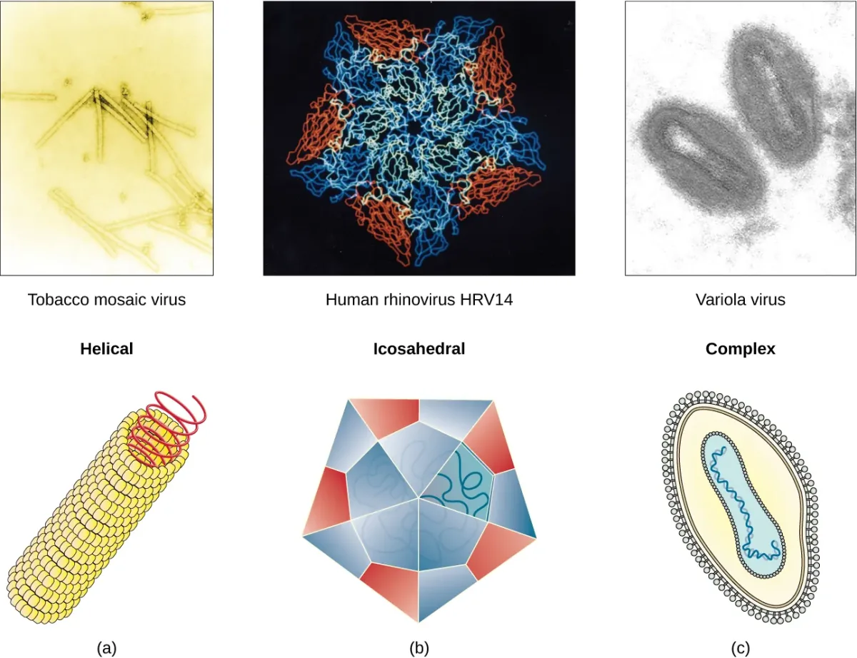 Three virus morphologies: helical (tobacco mosaic virus), icosahedral (rhinovirus), and complex (variola/smallpox), each shown with electron micrograph and structural diagram