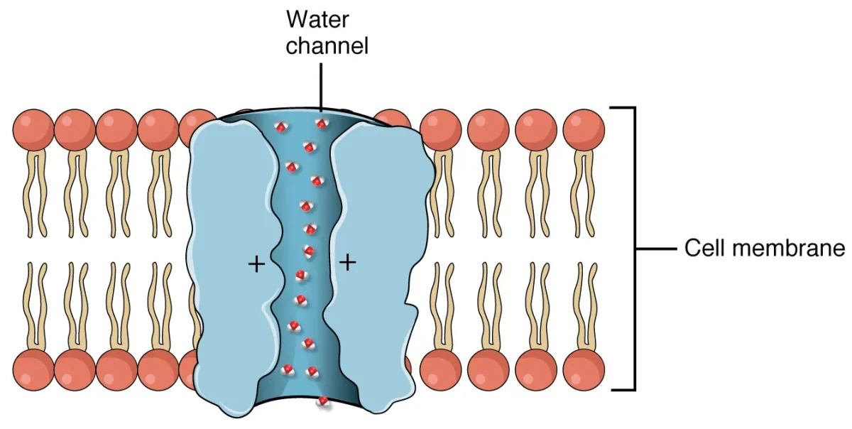 Diagram showing ADH binding to receptors on collecting duct cells, triggering insertion of aquaporin water channels into the apical membrane, allowing water reabsorption from the tubular lumen into the medullary interstitium