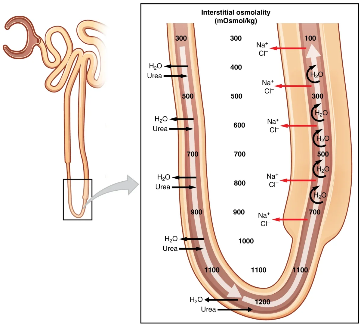 Diagram of the countercurrent multiplier showing the descending limb losing water and the ascending limb pumping out NaCl, with osmolarity values increasing from cortex (300 mOsm/L) to inner medulla (1200 mOsm/L)