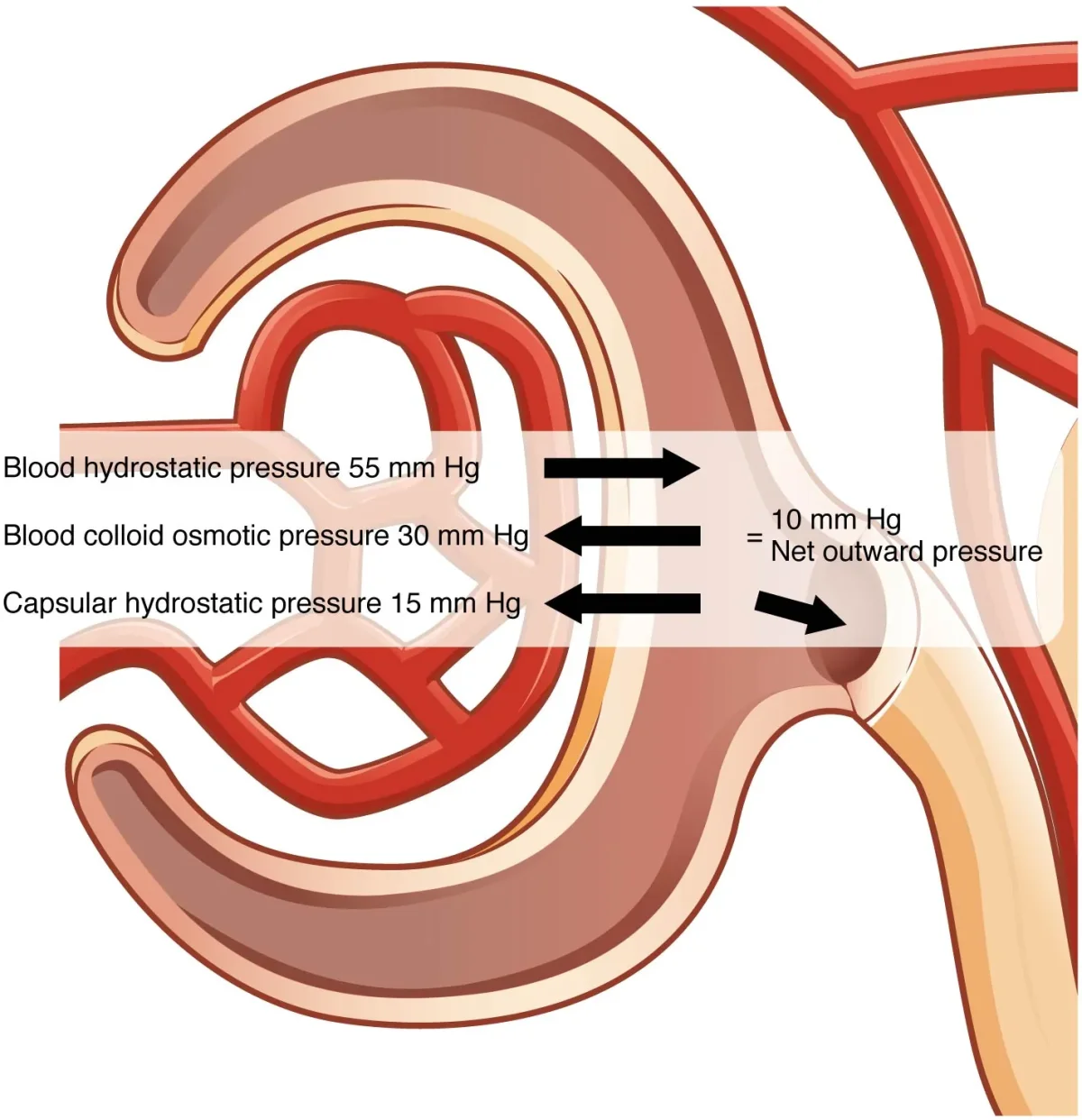 Cross-section of the glomerular filtration membrane showing the three layers: fenestrated endothelium, basement membrane, and podocyte foot processes with filtration slits between them