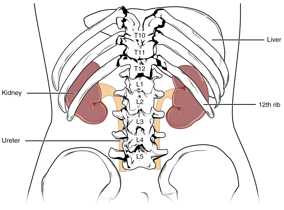 Cross-section of a human kidney showing the outer renal cortex, inner renal medulla with pyramids, renal pelvis, renal artery and vein, and the ureter exiting at the hilum