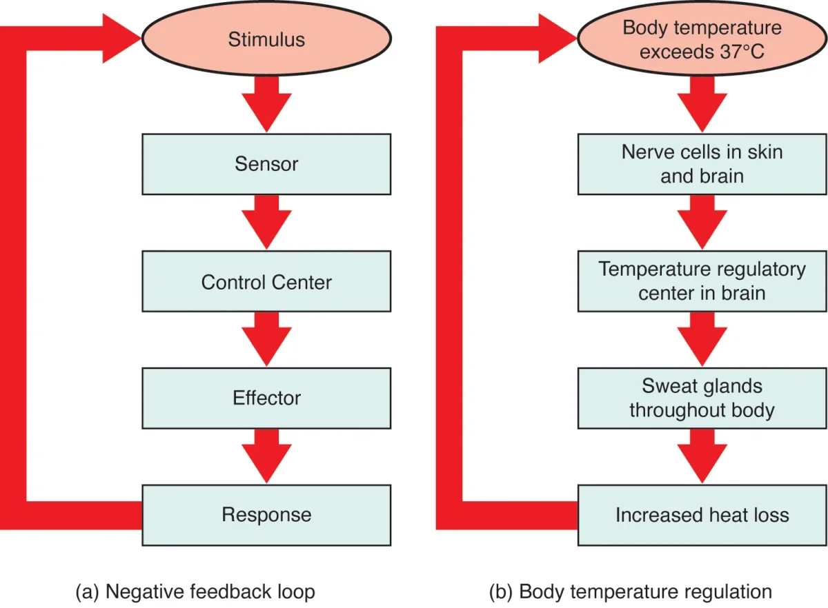 Diagram showing the general negative feedback loop with sensor detecting a stimulus, control center processing the signal, and effector producing a response that opposes the original change