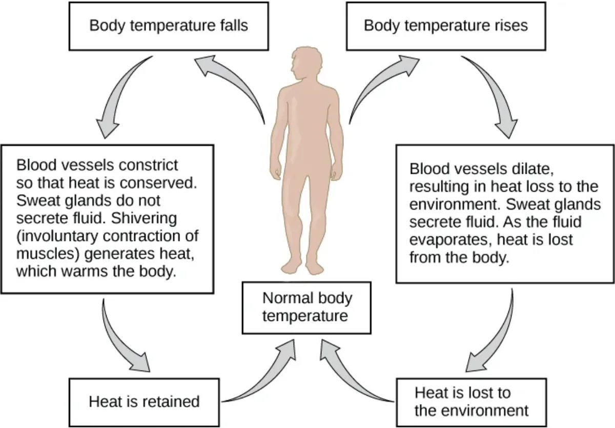 Diagram showing the four mechanisms of heat transfer from the human body: radiation, conduction, convection, and evaporation, with arrows indicating direction of heat flow