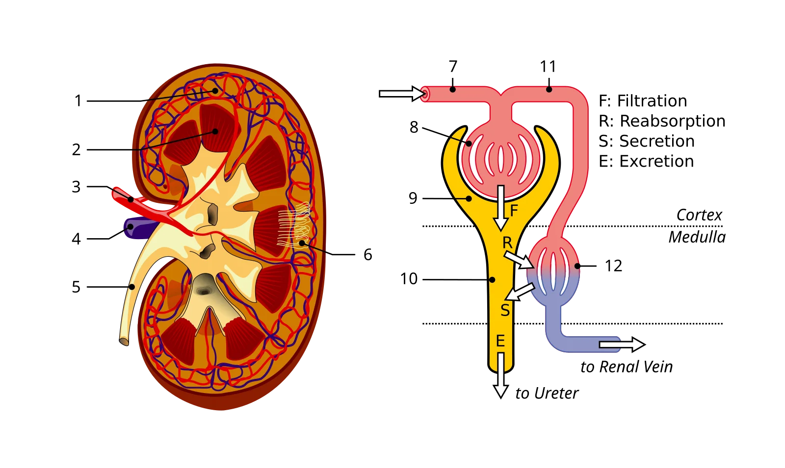 Kidney cross-section showing cortex, medulla, renal pelvis, with inset nephron detail showing glomerulus, tubules, and loop of Henle