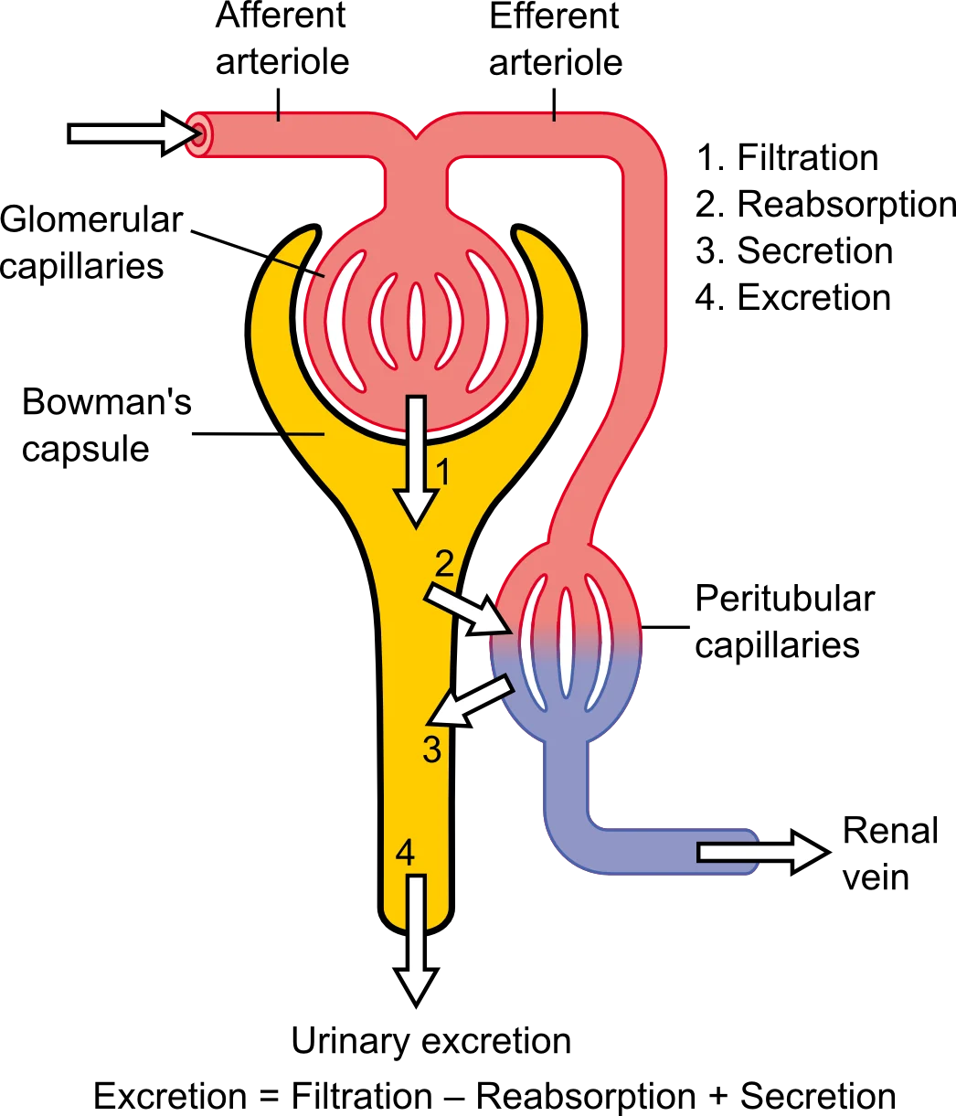 Color-coded nephron diagram showing filtration, reabsorption, secretion, and excretion processes