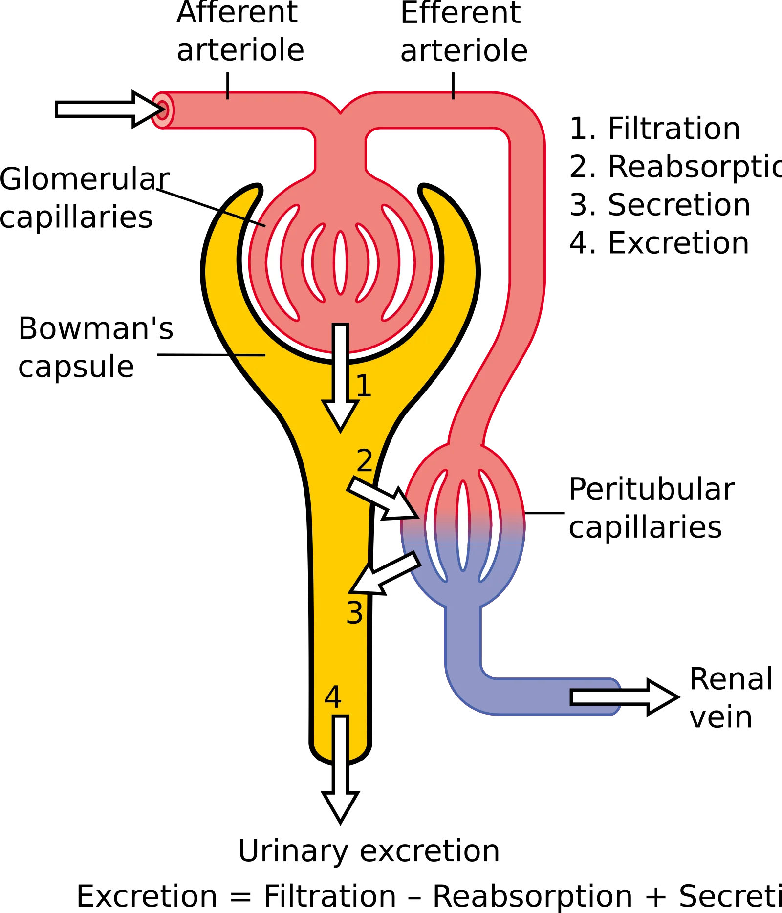 Clean labeled nephron diagram showing glomerulus, Bowman's capsule, PCT, loop of Henle, DCT, collecting duct, and the four processes: filtration, reabsorption, secretion, excretion