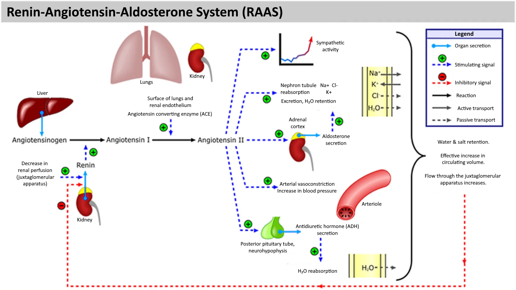 RAAS flowchart: low BP triggers renin, which converts angiotensinogen to angiotensin I, ACE converts it to angiotensin II, causing vasoconstriction, aldosterone release, and ADH secretion