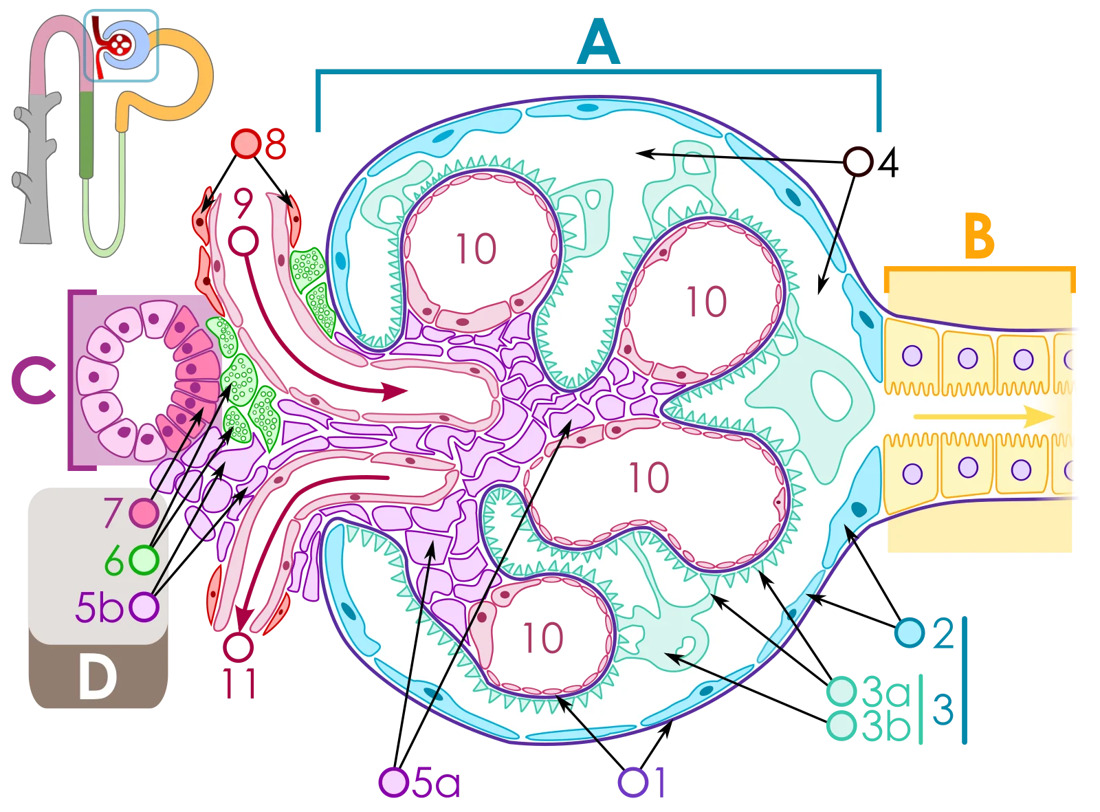 Labeled diagram of the renal corpuscle showing Bowman's capsule, glomerular capillaries, afferent and efferent arterioles