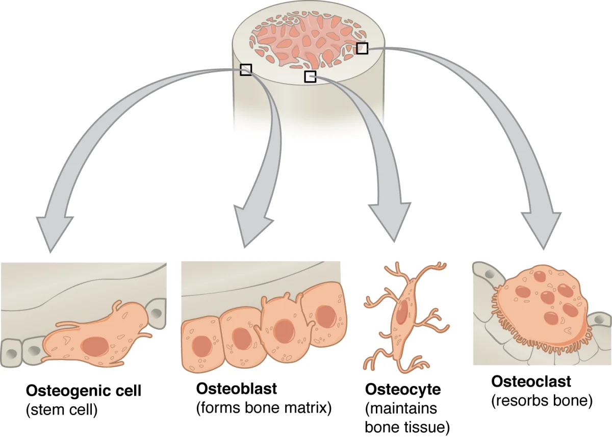 Diagram showing the three types of bone cells: osteoblasts on the bone surface depositing new matrix, osteocytes embedded in lacunae within the bone matrix connected by canaliculi, and a large multinucleated osteoclast in a resorption pit breaking down bone