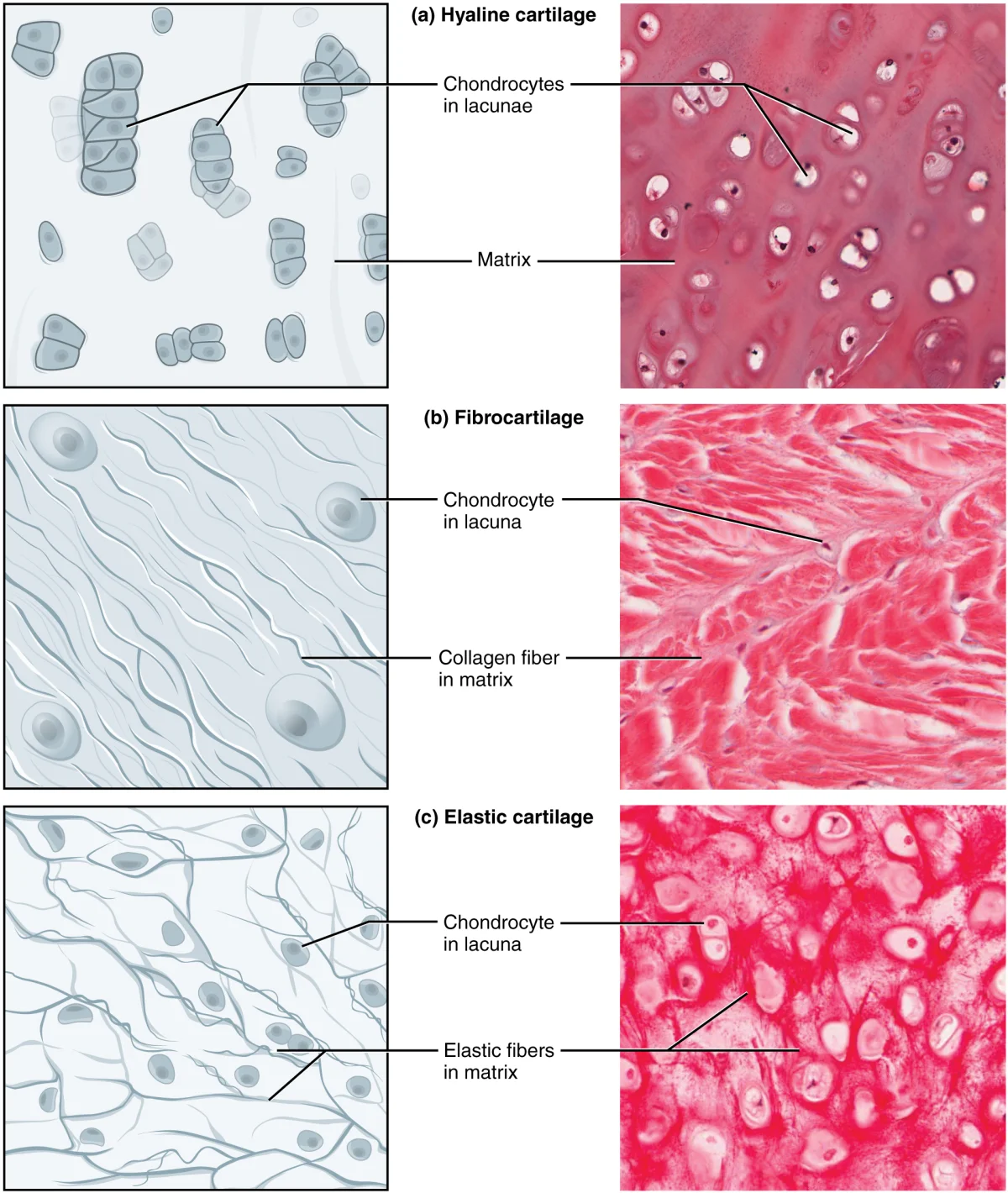 Three panels showing micrographs and diagrams of hyaline cartilage with its glassy matrix and chondrocytes in lacunae, elastic cartilage with dark-staining elastic fibers, and fibrocartilage with thick collagen bundles between chondrocytes