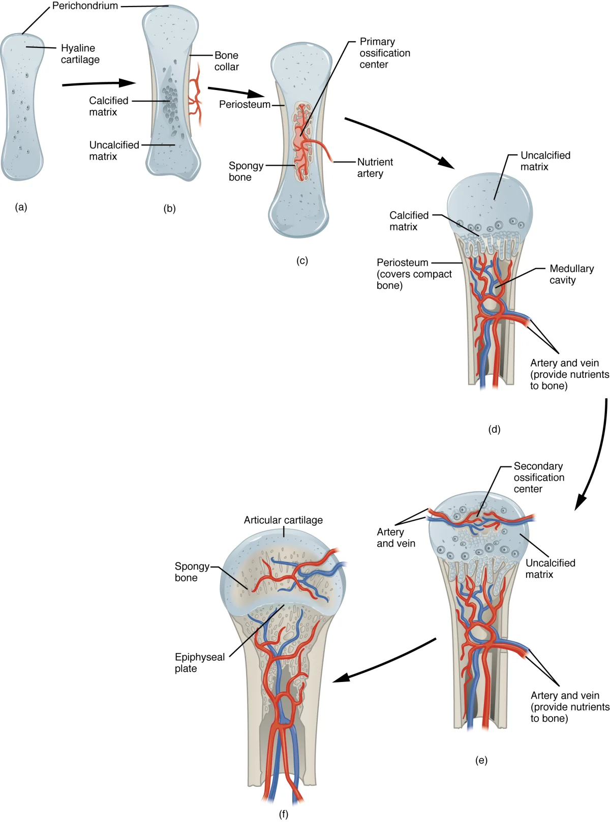 Five stages of endochondral ossification showing progression from hyaline cartilage model to a mature bone with primary and secondary ossification centers, epiphyseal plates, and medullary cavity