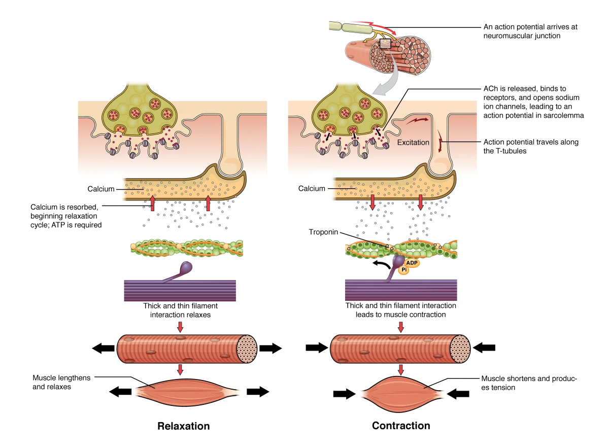 Diagram showing the excitation-contraction coupling pathway from the action potential traveling down the T-tubule to the DHP receptor activating the ryanodine receptor on the SR membrane, releasing calcium into the sarcoplasm to bind troponin on the thin filament