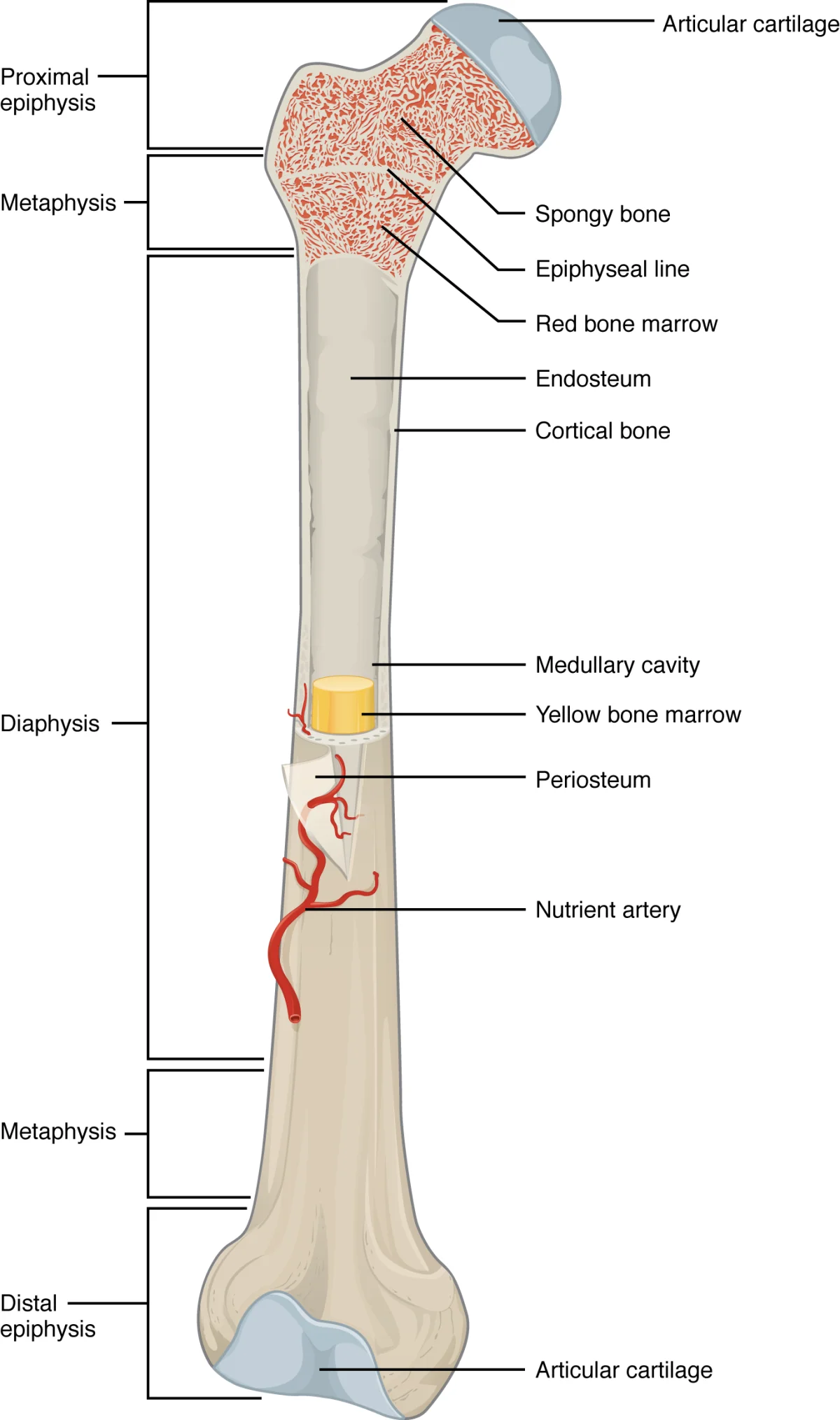 Cross-section of a long bone showing the periosteum, compact bone, spongy bone, medullary cavity, epiphysis, metaphysis, diaphysis, articular cartilage, and epiphyseal line