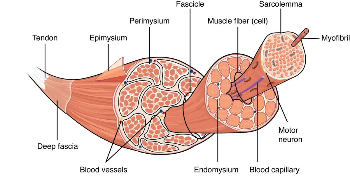 Diagram showing the hierarchical organization of skeletal muscle from the whole muscle wrapped in epimysium, to fascicles wrapped in perimysium, to individual muscle fibers wrapped in endomysium, to myofibrils within each fiber, to sarcomeres within each myofibril