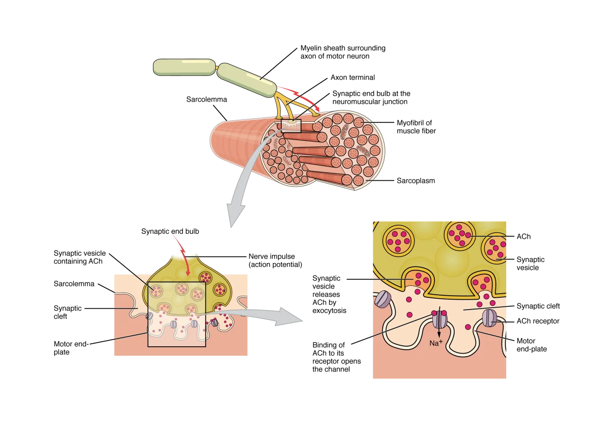 Detailed diagram of the neuromuscular junction showing the motor neuron axon terminal with synaptic vesicles containing acetylcholine, the synaptic cleft, and the motor end plate on the muscle fiber with junctional folds containing nicotinic receptors
