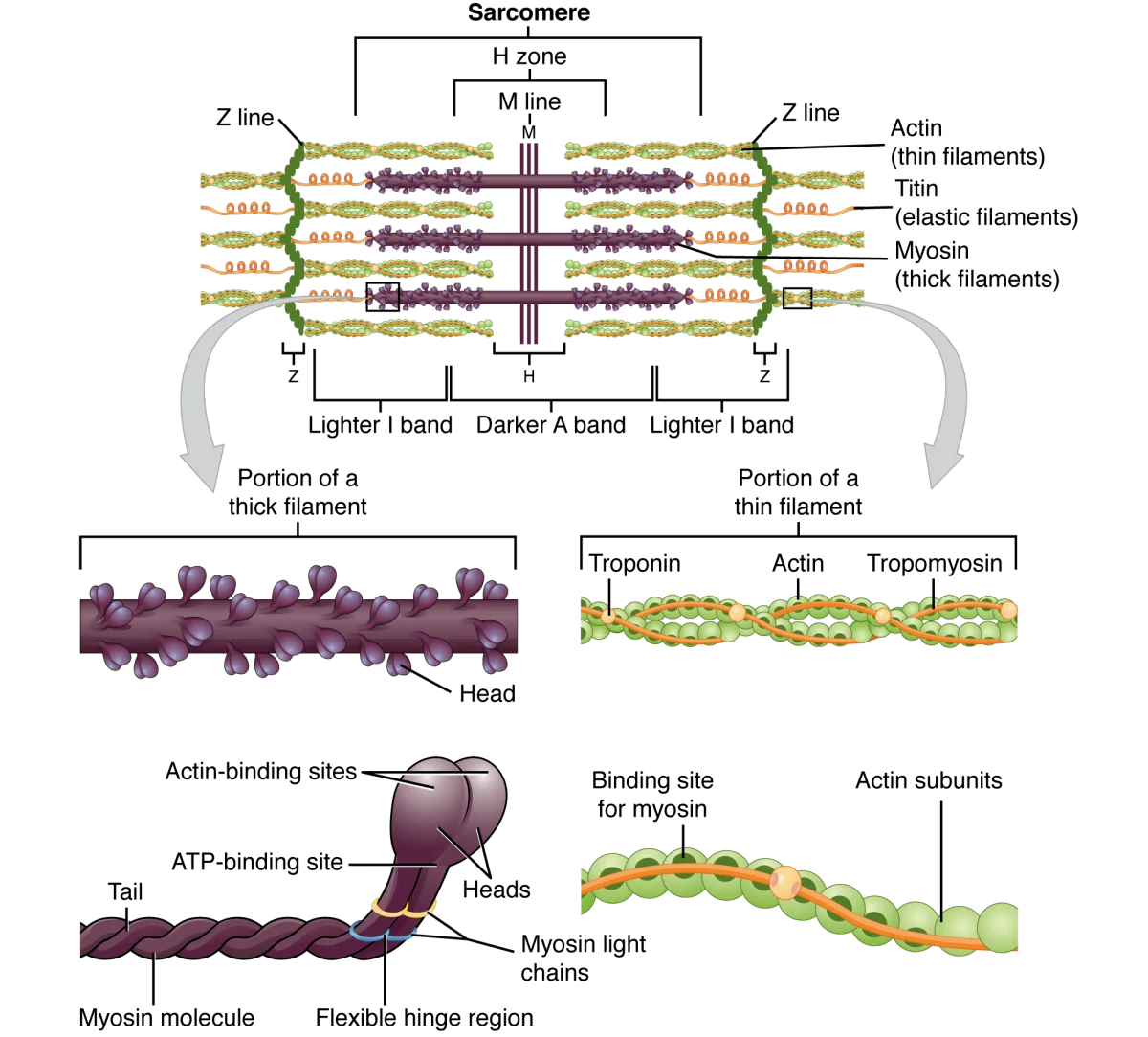 Detailed diagram of a sarcomere showing the Z lines at each end, I bands containing only thin filaments, the A band spanning the full length of thick filaments, the H zone containing only thick filaments in the center, and the M line in the middle