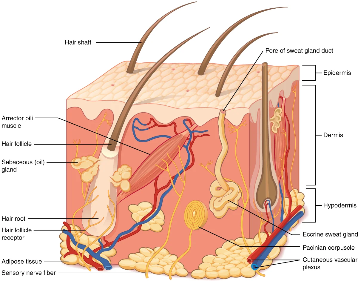 Cross-section diagram of the skin showing the epidermis with its five strata, the dermis with papillary and reticular layers containing hair follicles, blood vessels, sweat glands, and nerve endings, and the hypodermis with adipose tissue
