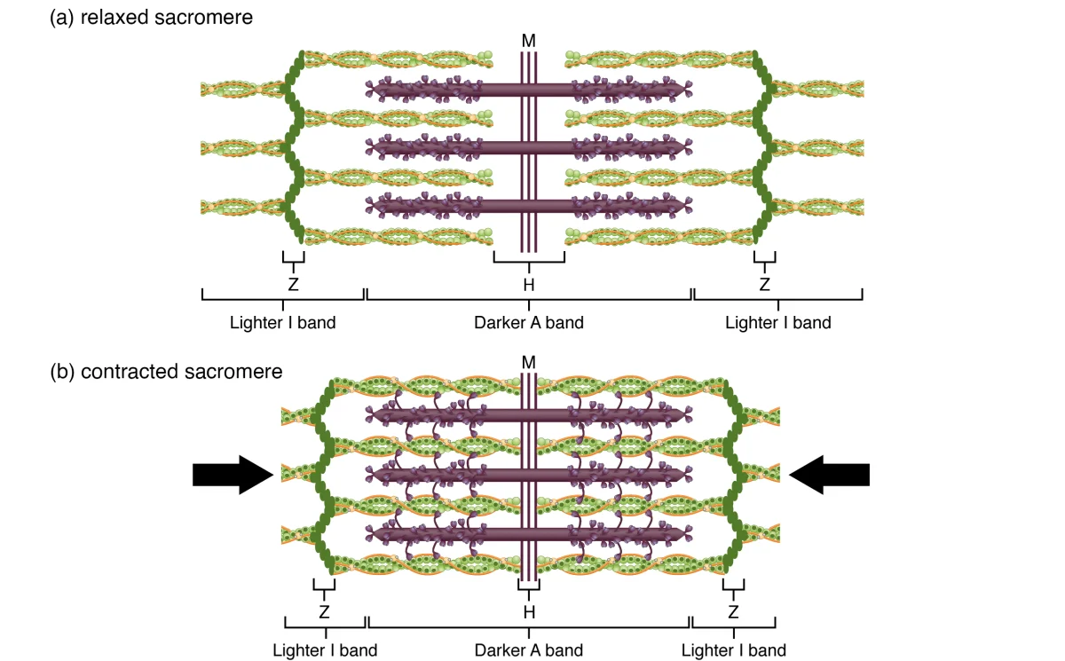 Side-by-side comparison of a relaxed sarcomere with wide I bands and H zone, and a contracted sarcomere with narrowed I bands and H zone, showing how thin filaments slide over thick filaments