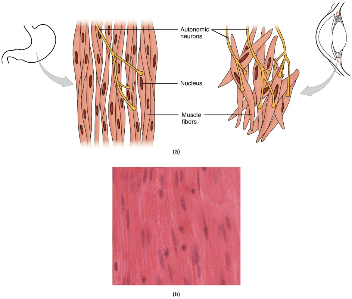 Micrograph and diagram of smooth muscle cells showing their spindle shape, single central nucleus, and lack of visible striations, with dense bodies anchoring contractile filaments