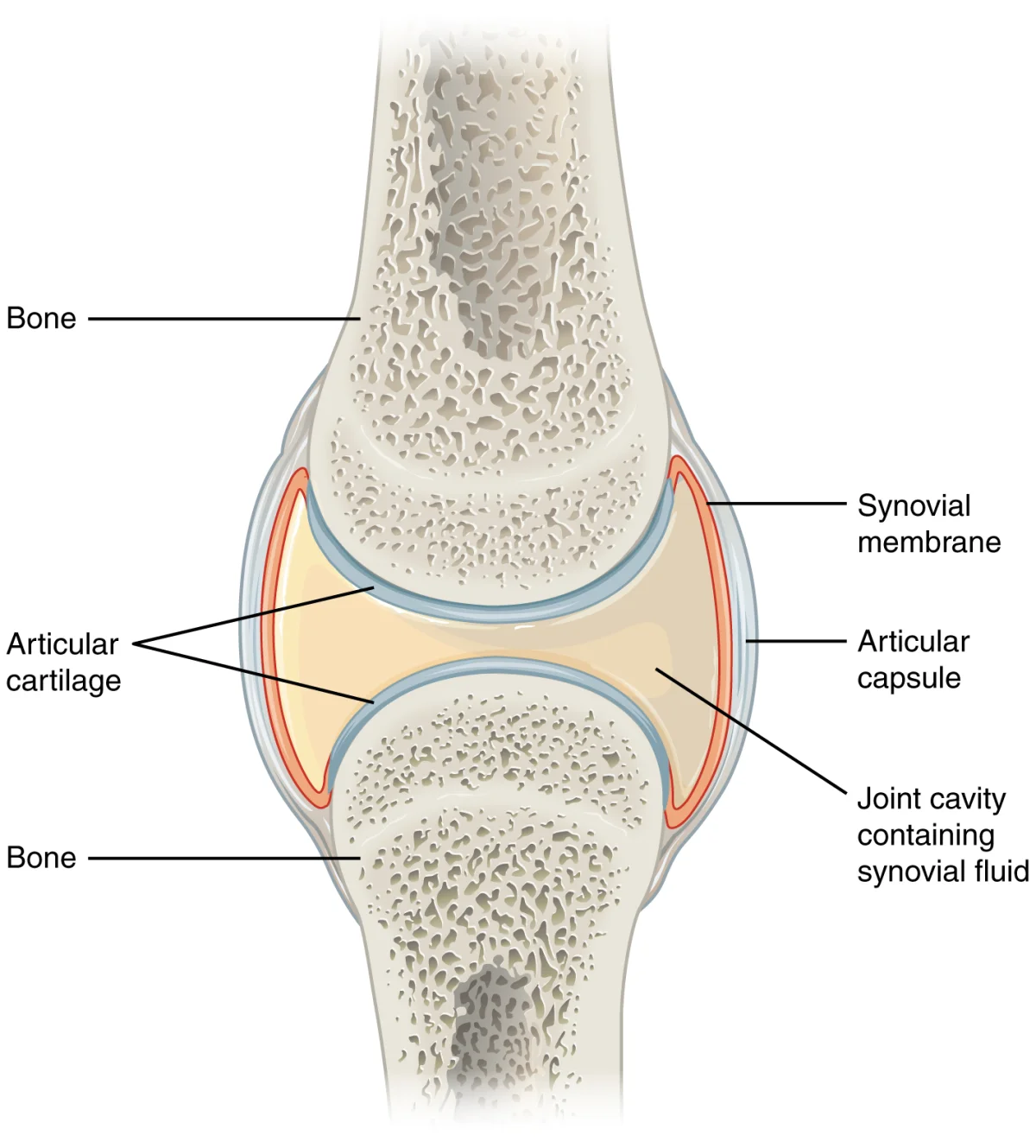 Cross-section of a generic synovial joint showing the joint capsule, synovial membrane, synovial fluid in the joint cavity, articular cartilage covering bone ends, and the fibrous capsule