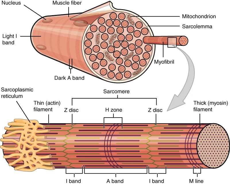 Skeletal muscle fiber anatomy showing myofibril organization, sarcomere structure with Z discs, A band, I band, H zone, and M line